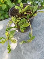 Ajuga Reptans, Ophalen, Halfschaduw