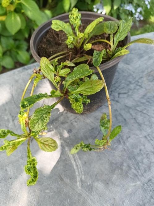 Ajuga Reptans, Tuin en Terras, Planten | Tuinplanten, Halfschaduw, Ophalen