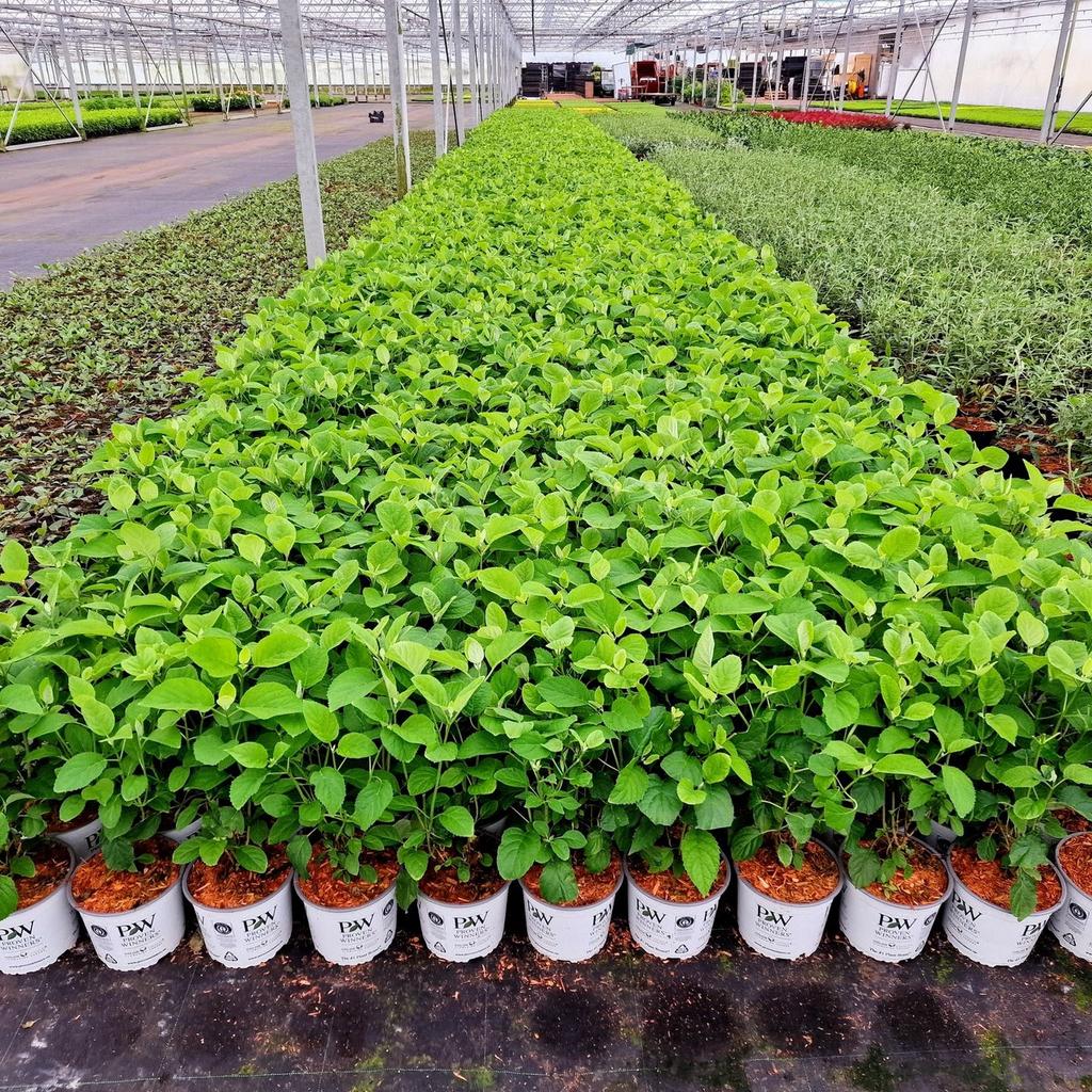 Hydrangea annabelle en annabelle strong, Tuin en Terras, Planten | Struiken en Hagen, Hortensia, Ophalen of Verzenden