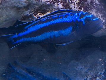 Maingano Melanochromis cyaneorhabdos


