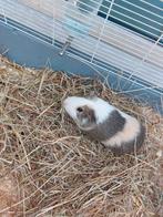 Supper tamme cavia, Dieren en Toebehoren, Cavia, Tam