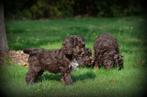 pups Cockapoo choco, Dieren en Toebehoren, België, Reu, CDV (hondenziekte), 8 tot 15 weken