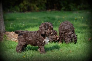 pups Cockapoo choco beschikbaar voor biedingen