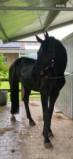 Merrie te koop, Dieren en Toebehoren, Paarden, Merrie, Gechipt, M, Dressuurpaard