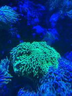 Grote euphyllia ancora green tip, Dieren en Toebehoren, Vissen | Aquariumvissen, Overige typen, Zoutwatervis