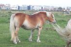 Haflinger ruin, Dieren en Toebehoren, Paarden en Pony's | Dekhengsten en Fokmerries