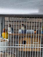 Dwergpapegaaien 

30€, Dieren en Toebehoren, Vogels | Parkieten en Papegaaien
