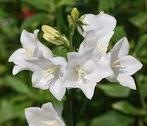 Campanula Alba, Tuin en Terras, Planten | Struiken en Hagen, Ophalen