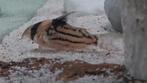 Corydoras parallelus cw127, Dieren en Toebehoren, Vissen | Aquariumvissen, Vis, Zoetwatervis