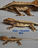 Wimpergekko man 2024, Dieren en Toebehoren