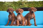 Très beaux chiots Rhodesian Ridgeback, Autres races, Plusieurs, Parvovirose, Belgique