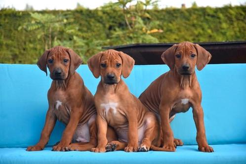 Très beaux chiots Rhodesian Ridgeback, Animaux & Accessoires, Chiens | Beagles, Bassets & Chiens courants, Plusieurs animaux, Autres races