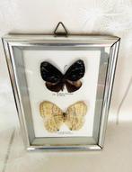 Taxidermie echte vlinders in glazen kader Stichophthalma, Ophalen of Verzenden, Gebruikt, Insect, Opgezet dier