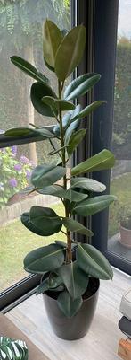 Ficus Elastica robusta (groot), Ophalen of Verzenden, Ficus