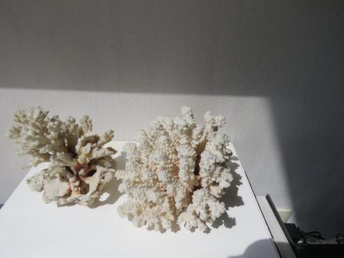 Vintage set wit koraal 22 en 14 cm, Verzamelen, Mineralen en Fossielen, Ophalen of Verzenden