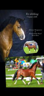 Ter dekking Welsh A hengsten, Animaux & Accessoires, Chevaux & Poneys | Étalons & Juments poulinières, Étalon