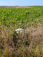 Gezocht stukje grond in Mechelen om kippetjes op te zetten, Ophalen, Gebruikt