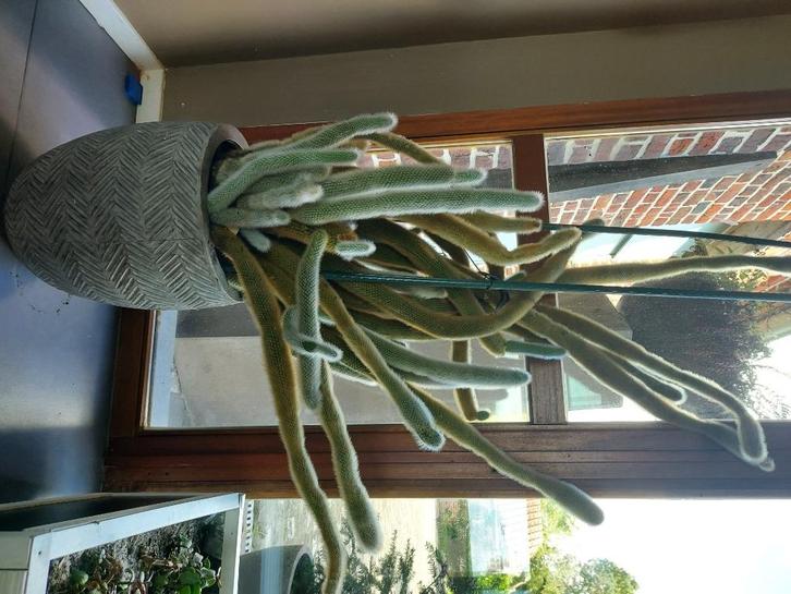 Enorme cactussen in prachtige pot modekleur, Huis en Inrichting, Kamerplanten, Cactus, 150 tot 200 cm, In pot, Ophalen