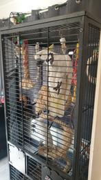 Super tamme geelkuif   kaketoe   pop. 16  jaar, Dieren en Toebehoren, Ophalen of Verzenden, Zo goed als nieuw