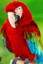 ❤️❤️❤️  GROENVLEUGEL ARA, Dieren en Toebehoren, Vogels | Parkieten en Papegaaien