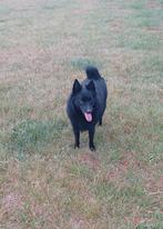 Schipperke, 6 jaar of ouder, België, Fokker | Hobbymatig, Reu