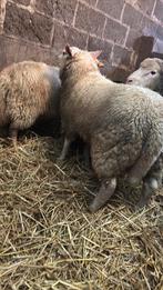 Bokken te koop, Dieren en Toebehoren, Schapen, Geiten en Varkens, Mannelijk, Schaap, 0 tot 2 jaar