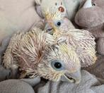 Super lieve kaketoes te reserveren ️, Papegaai, Pratend