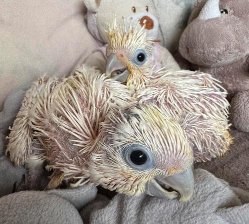 Super lieve kaketoes te reserveren ️, Dieren en Toebehoren, Vogels | Parkieten en Papegaaien, Papegaai, Pratend, Tam, Geringd