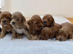 Prachtige Cockapoo pups in donker abrikoos, Dieren en Toebehoren, Poedel, België, CDV (hondenziekte), 8 tot 15 weken
