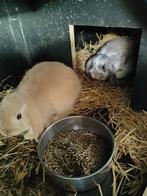 2 nederlandse hangoren voedsters, Dieren en Toebehoren, Konijnen, Vrouwelijk, 0 tot 2 jaar