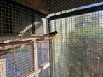 zilveroor nachtegaal, Dieren en Toebehoren