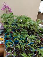 tomaten, Tuin en Terras, Planten | Tuinplanten, Ophalen