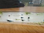 10 Blue dream garnalen jongen, Dieren en Toebehoren, Vissen | Aquariumvissen, Kreeft, Krab of Garnaal, Zoetwatervis, Schoolvis