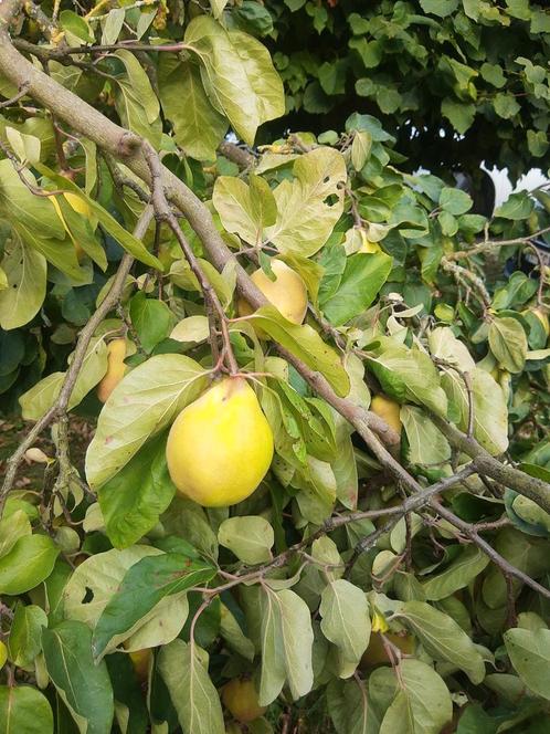 Kweeperen vers geplukt, Tuin en Terras, Planten | Fruitbomen, Ophalen