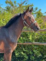 Emerald jaarling hengst, Dieren en Toebehoren, Paarden, Springpaard, Gechipt, 0 tot 2 jaar, Hengst