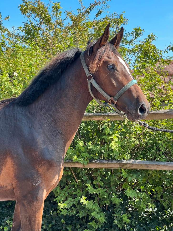 Emerald jaarling hengst, Dieren en Toebehoren, Paarden, Hengst, Onbeleerd, 0 tot 2 jaar, Springpaard, Met stamboom, Gechipt, Ontwormd