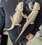 Baardagaam, Dieren en Toebehoren, Overige soorten, Tam