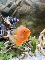 Cichlides red severum, Dieren en Toebehoren, Vis, Zoetwatervis, Schoolvis