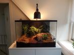 Terrarium voor Schorpioenen – Veilig Glazen Verblijf voor Re, Ophalen of Verzenden, Nieuw, Terrarium of Paludarium