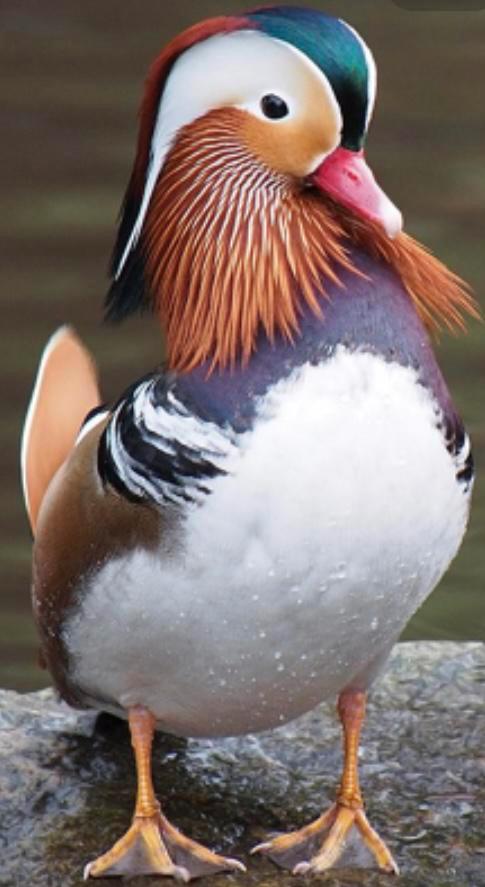 Laatste onverwante koppel mandarijneenden, Dieren en Toebehoren, Pluimvee, Eend, Meerdere dieren