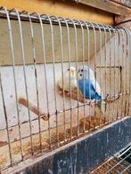 Koppel blauwe en lichtgele/witte parkiet, Meerdere dieren, Parkiet