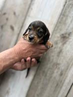 Prachtige ruw harige dwerg teckel pups, Dieren en Toebehoren, Honden | Teckels en Dashonden, CDV (hondenziekte), Meerdere, 8 tot 15 weken