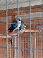 Blauwe pennant te koop, Dieren en Toebehoren