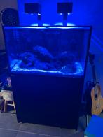 Red sea reefer 250, Ophalen, Zo goed als nieuw