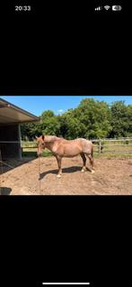 Paard te koop, Dieren en Toebehoren, Paarden, M