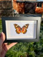 Cethosia hypsea vlinder in zwarte kader, Verzamelen, Dierenverzamelingen, Ophalen of Verzenden, Nieuw, Insect, Opgezet dier