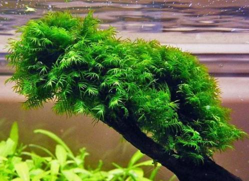 Verschillende mos soorten ( aquarium / aquariumplanten ), Animaux & Accessoires, Poissons | Aquariums & Accessoires, Neuf, Plante(s), Pierre ou Bois