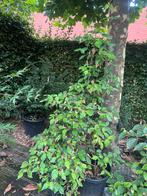 Cornus, Tuin en Terras, Planten | Bomen, Ophalen