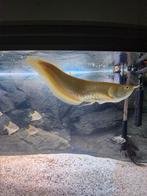 Zilver arowana 35cm, Dieren en Toebehoren, Vissen | Aquariumvissen