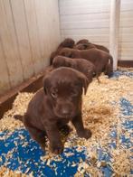 Chocolade bruine labrador pups geboren op de boerderij, CDV (hondenziekte), Meerdere, 8 tot 15 weken, Meerdere dieren